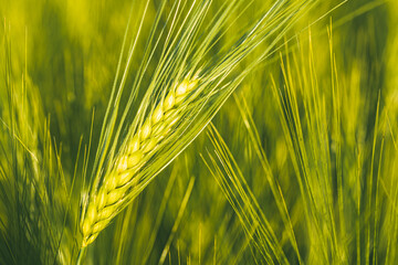 Green wheat on the field in spring. Selective focus, shallow DOF background.