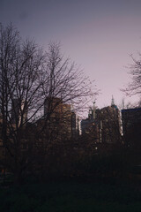 Beautiful purple sky color overlooking the dry tree and building at winter time