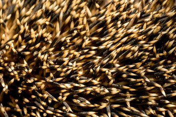 Closeup of the spikes of a European hedgehog (Erinaceus europaeus) © irottlaender