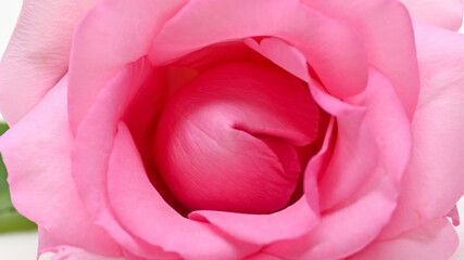 beautiful pink rose flower, concept image of couple sexual orgasm