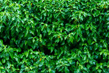 Obraz premium Pared de hojas verdes, textura