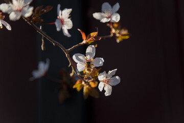 Fototapeta na wymiar Blossoming cherry branches with white flowers and bee. Spring bloom concept. Soft focused shot, copy space.
