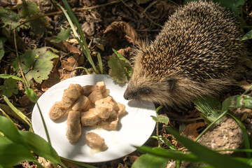European hedgehog (Erinaceus europaeus) at a plate with cat food in a garden © irottlaender