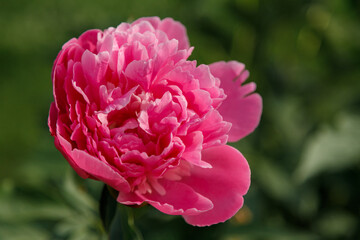 Pink peony flower on green background. Soft focused shot. Spring blossom concept.