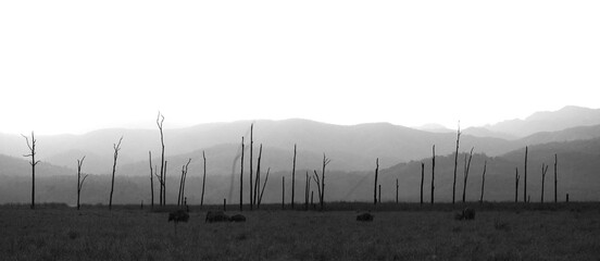 Elephants grazing in the grassland of Dhikala with beautiful burnt trees in the middle
