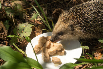 European hedgehog (Erinaceus europaeus) eating cat food on a plate in a garden