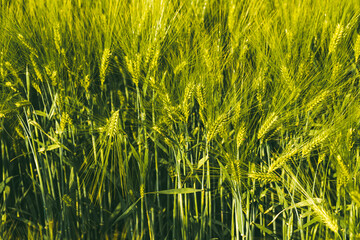 Green wheat on the field in spring. Selective focus, shallow DOF background.