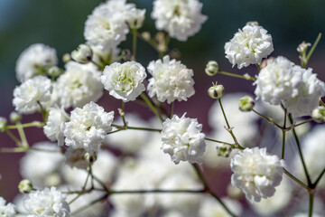 Gypsophila weiß