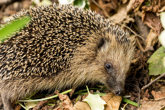 European hedgehog (Erinaceus europaeus) in a garden