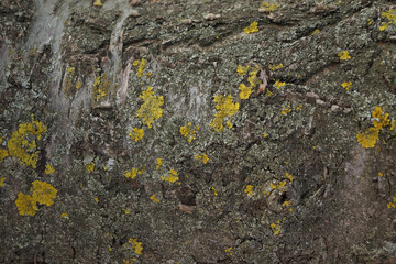 lichen