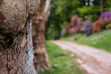 Fototapeta premium tree in the park