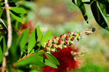 blühender Zylinderputzer, Callistemon citrinus, Knospe, kaminrote Zierpflanze im Botanischen Garten in Gütersloh