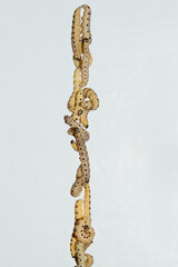 Fototapeta premium Larvae of Spindle ermine climbing down a silk thread against a blue sky