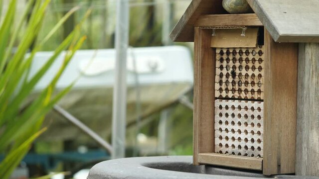 Mason bee (Osmia conjuncta) figuring out which nest tube to continue building in. Wooden bee hive in front of greenhouse 