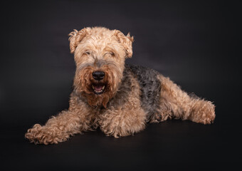 Male, 8 year old Welsh Terrier, lying down, looking into the Camera, isolated on a black background 