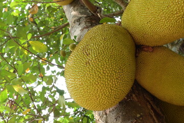 big natural jackfruit tropical fruit on tree of agriculture plantation