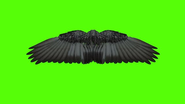Wings open and close on green screen.