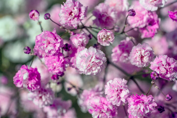 Gypsophila rosa