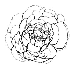 Hand drawn beautiful peony. Leaner