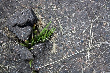 Small and green plant grows through urban asphalt ground