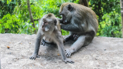 A pair of monkeys are looking for fleas