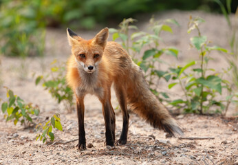 Red fox (Vulpes vulpes) vixen in Algonquin Park, Canada