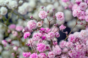 Obraz premium Gypsophila rosa