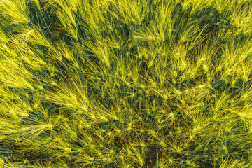 Green wheat on the field in spring. Selective focus, shallow DOF background.