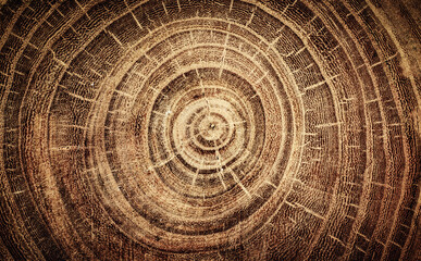 Sawed oak tree close up. Macro shot of oak tree rings on wood slice. Oak old wood background.