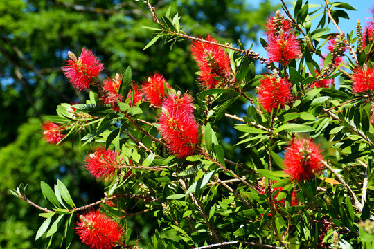 bl&uuml;hender Zylinderputzer, Callistemon citrinus,  kaminrote Zierpflanze im Botanischen Garten in G&uuml;tersloh