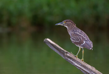 Black-crowned Night Heron (Nycticorax nycticorax) juvenile standing on a log hunting over a local pond in Ottawa, Canada