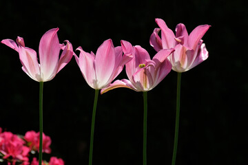 Fototapeta premium Four purple and white flowers on long thin stems against the light on a black background.