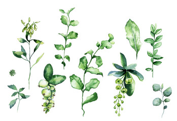 Watercolor set of forest herbs. Isolated images for pattern on white background
