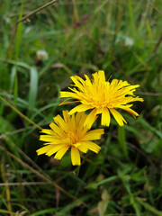Beautiful yellow flowers grow in the meadow