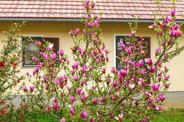Fototapeta na wymiar Bush of pink magnolia on a background of the house. Selective focus.