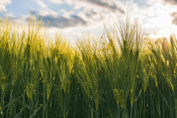 Green wheat on the field in spring. Selective focus, shallow DOF background.