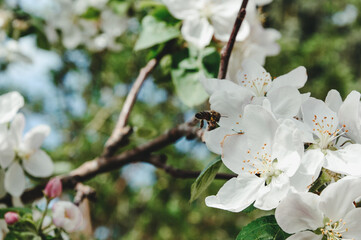 Bee on apple blossom. Honeybees collect nectar and pollen. 