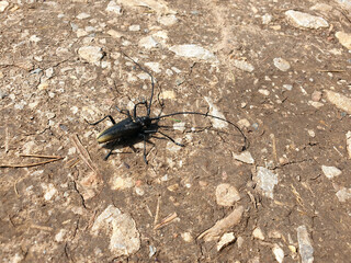 The Cerambycidae beetle crawls on dry land