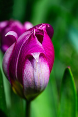 Closed purple tulip