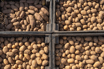 potato tubers are in black plastic boxes for planting