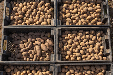 potato tubers are in black plastic boxes for planting