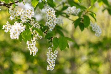 Prunus padus, known as bird cherry, hackberry, hagberry, or Mayday tree, is a flowering plant in the rose family Rosaceae. BLossoming Bird Cherry tree (Prunus padus).
