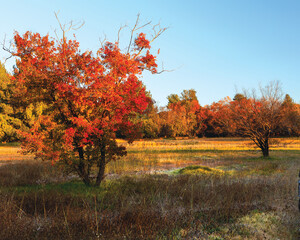 Obraz premium A autumn tree in the field