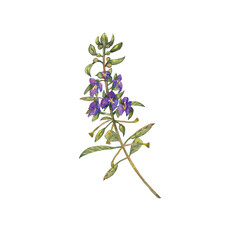 Marsh grass with violet flowers. Realistic wild growing summer plant. Watercolor hand painted isolated elements on white background.