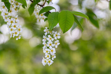 Prunus padus, known as bird cherry, hackberry, hagberry, or Mayday tree, is a flowering plant in the rose family Rosaceae. BLossoming Bird Cherry tree (Prunus padus).