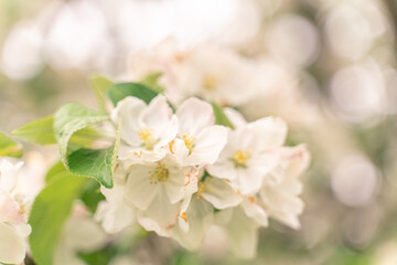 Fototapeta na wymiar Apple tree flowers close up. blurred spring background