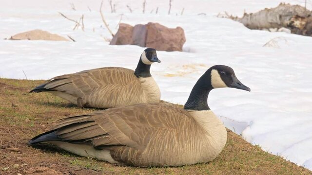  real time geese sit pose mountains rocks cliff top stones day afternoon winter snowy 