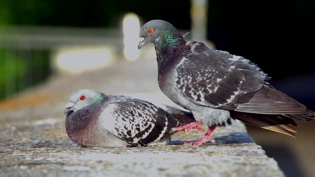 Lovely couple of pigeons mating outdoor on wall during sunny day
