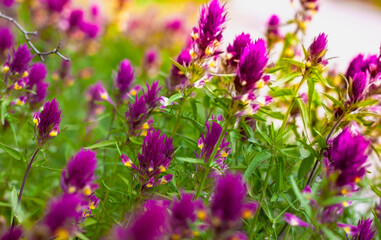 purple flowers in the field Ivan da Marya