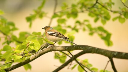 robin on branch